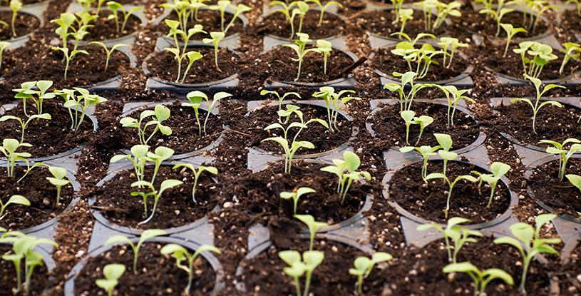 Plant-based is sprouting fast