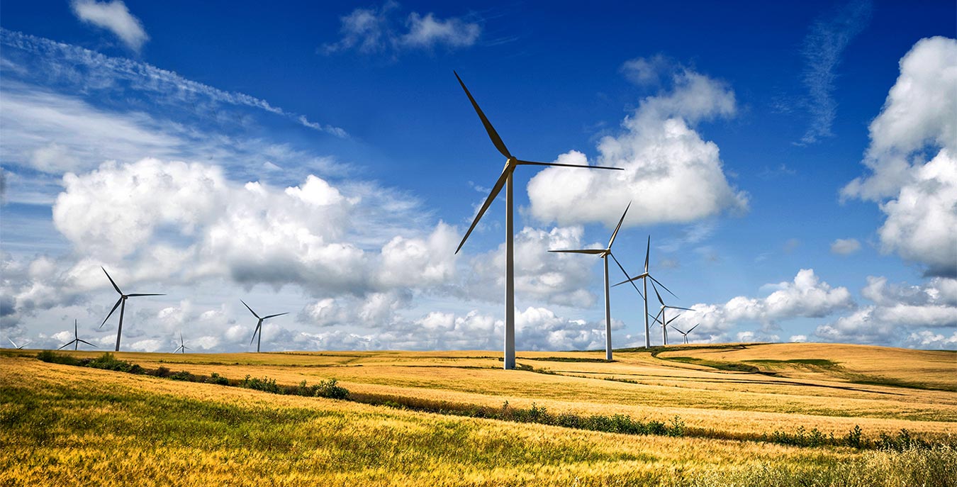 A field of windmills amongst yellow and green grass